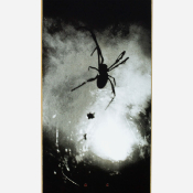 FUCKING AWESOME - SPIDER PHOTO DECK